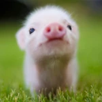 mini pig wallpapers android application logo